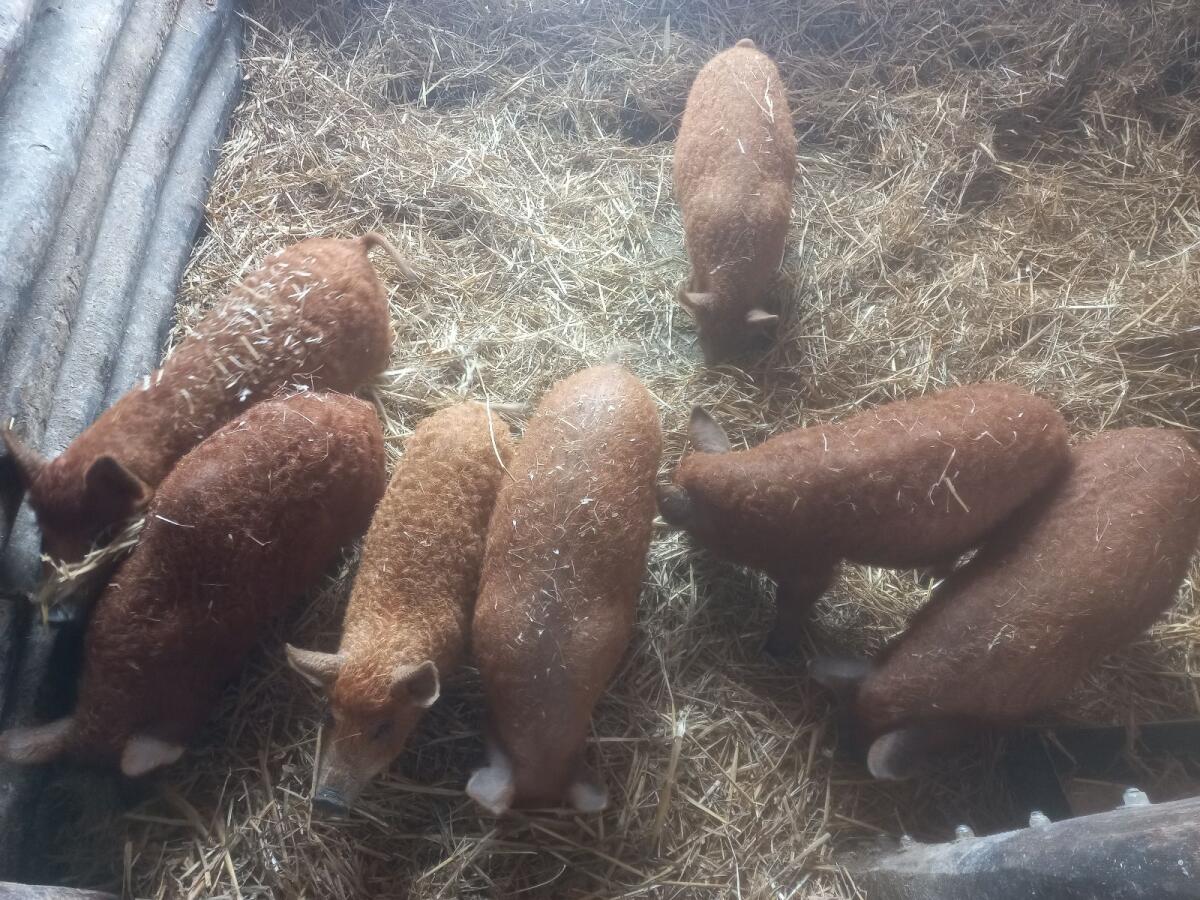 Mangalitza-Ferkel 2