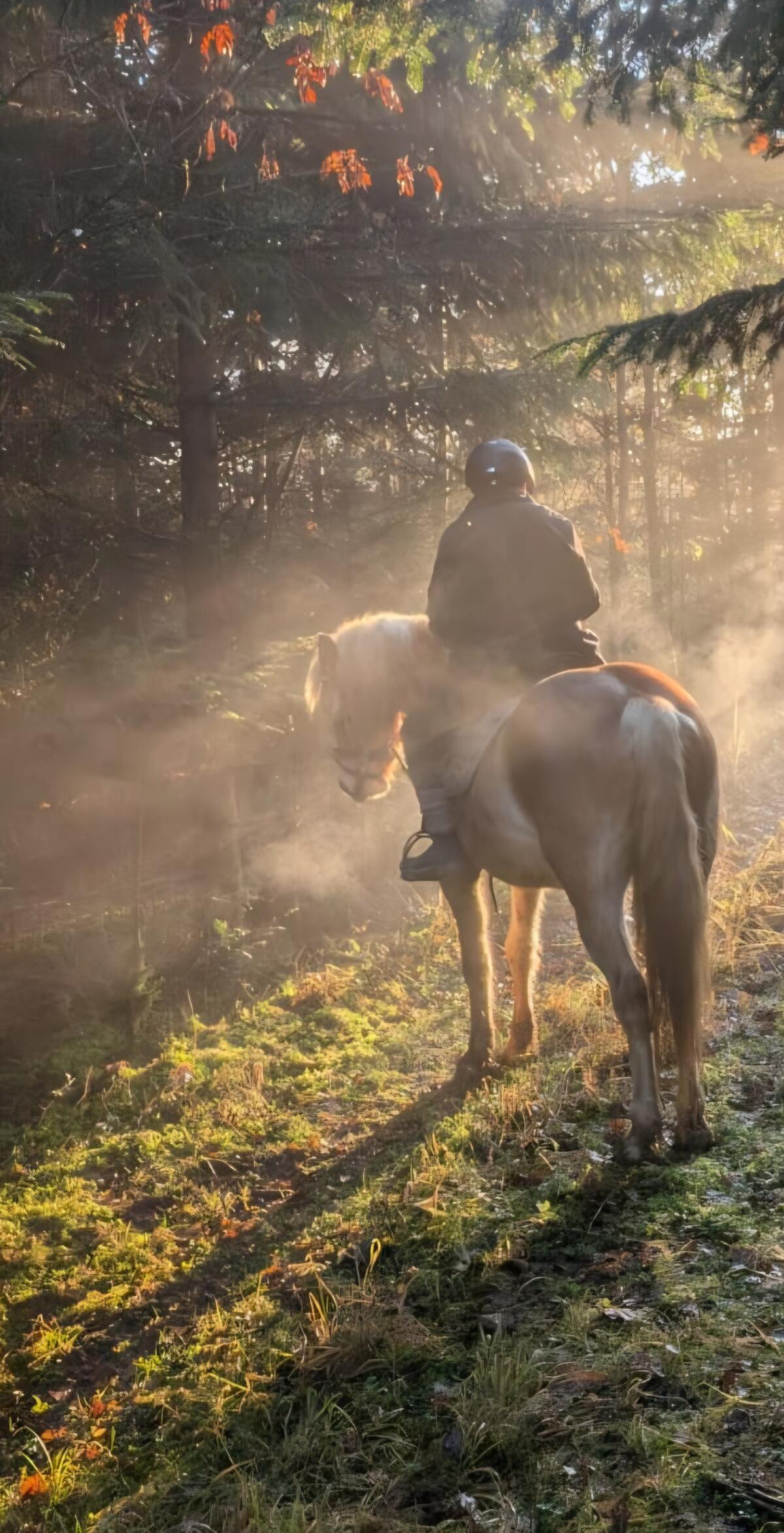 Südtiroler Reinbluthaflinger-Wallach 3