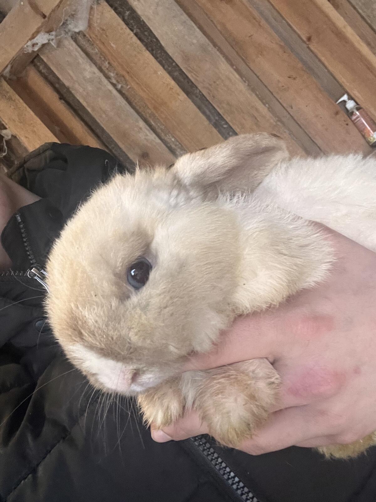 Zwergwidder, Zwerghase, Kaninchen, Rammler, Häsin 3