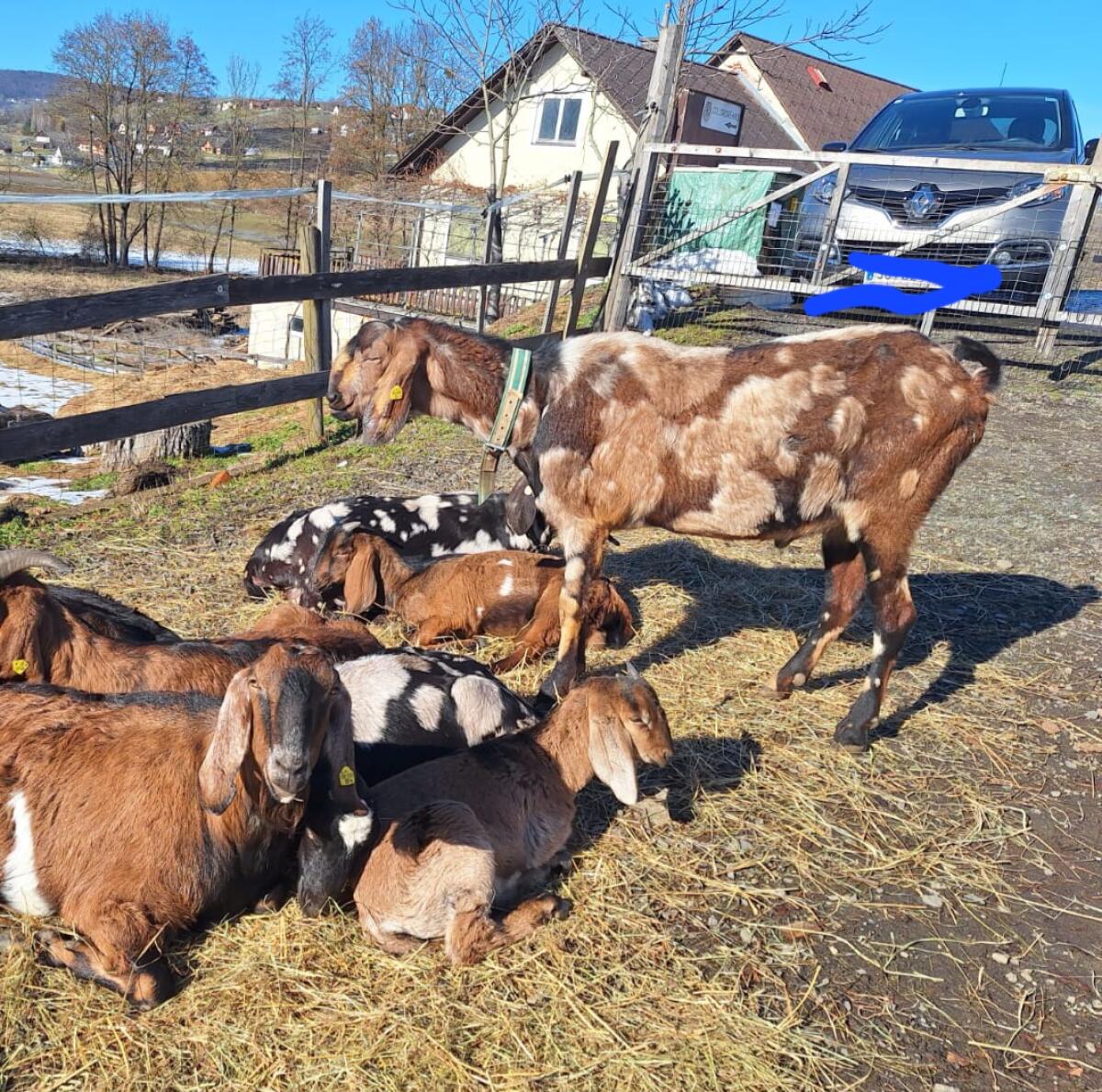 Vorschau 100% Anglo Nubier Mondschecke genetisch hornlos 3