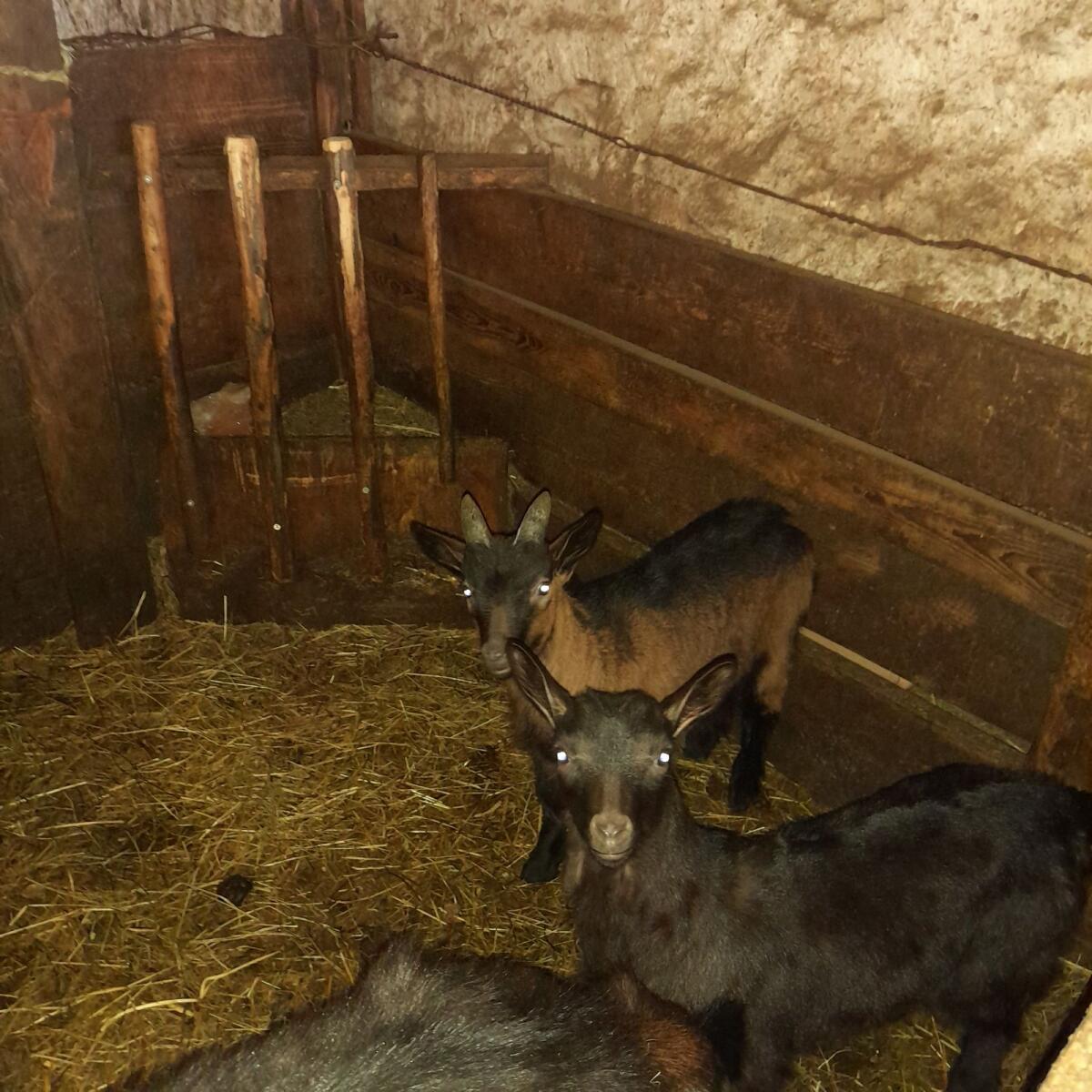 Aosta Bockkitz 3