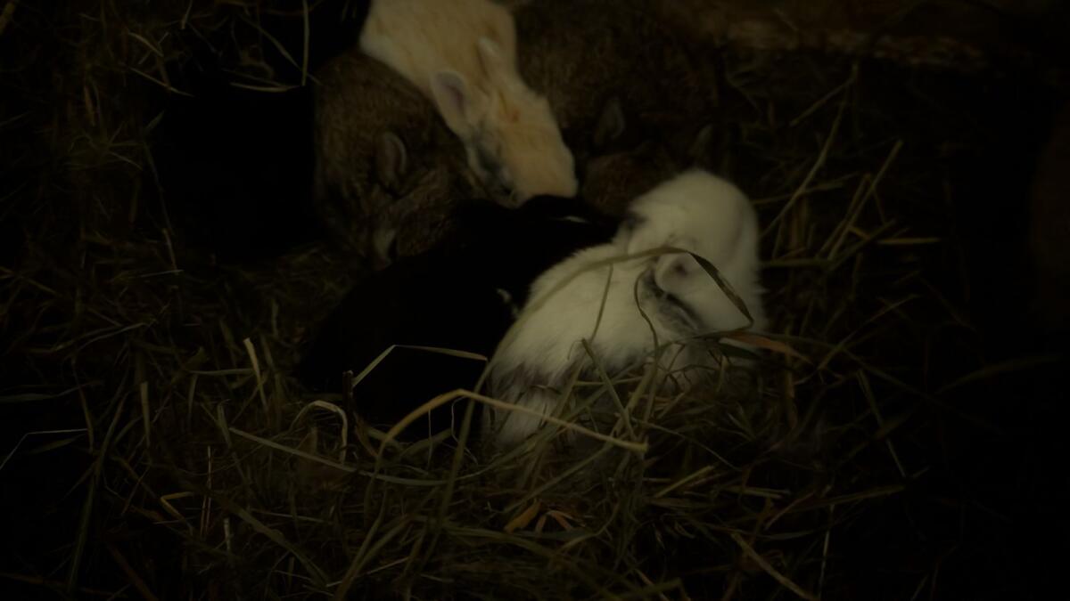 Zwergkaninchen in allen Farben laufend zu verkaufen 3