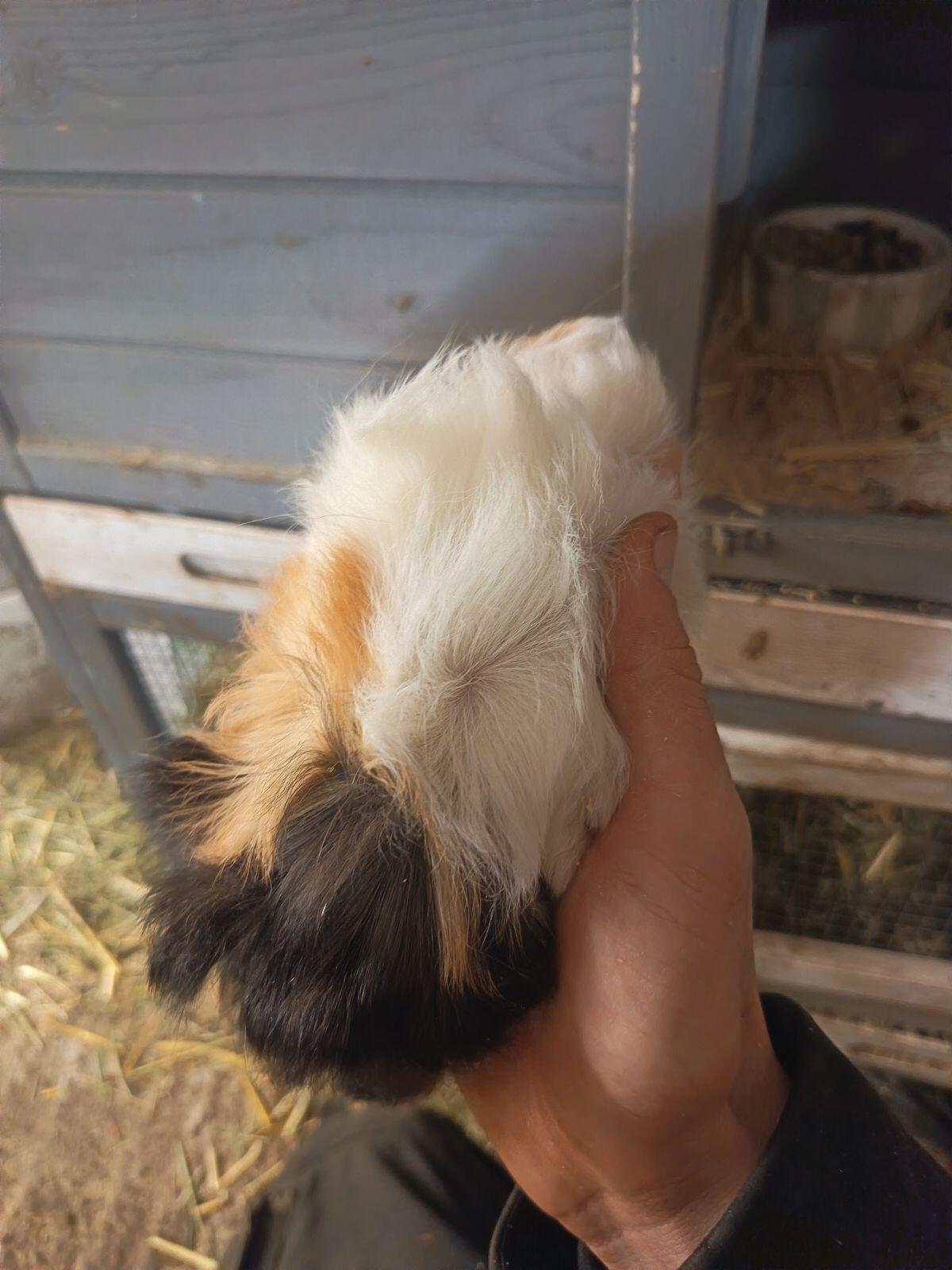 Meerschweinchen zu verschenken 2