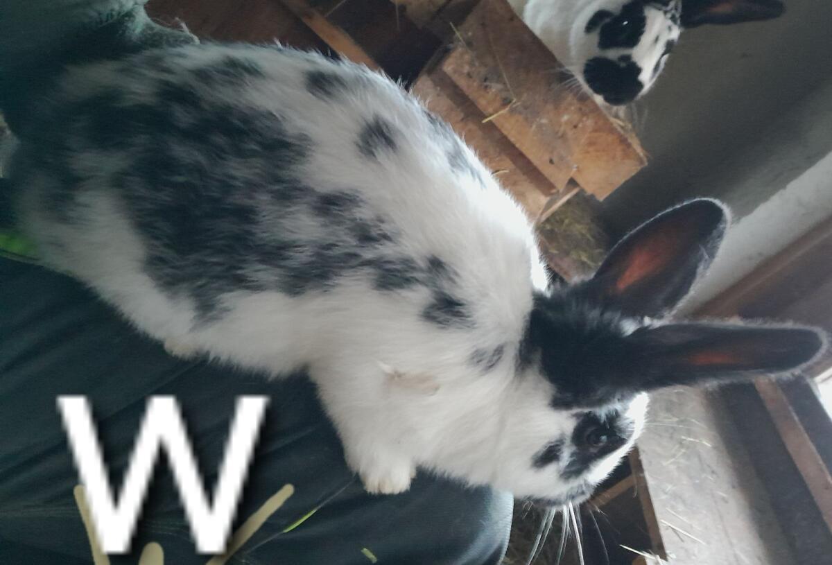 Deutsche Riesenschecken 2