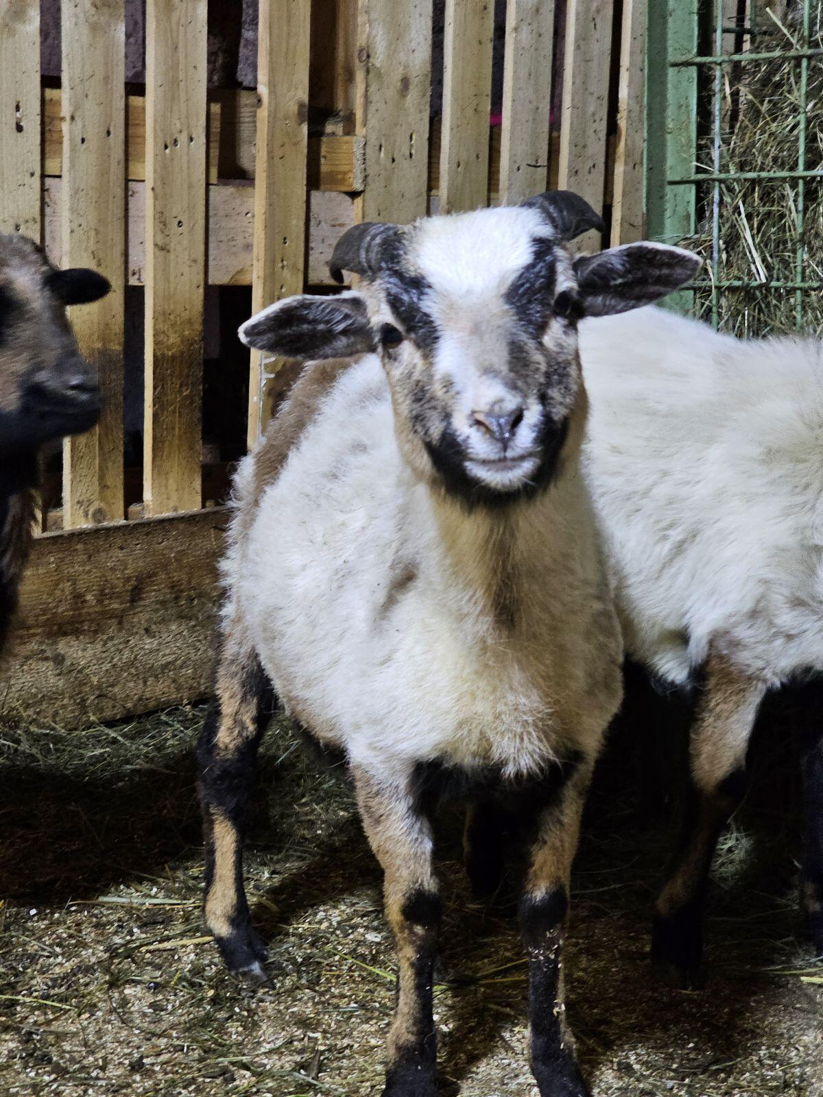 Schafböcke zu verkaufen 2