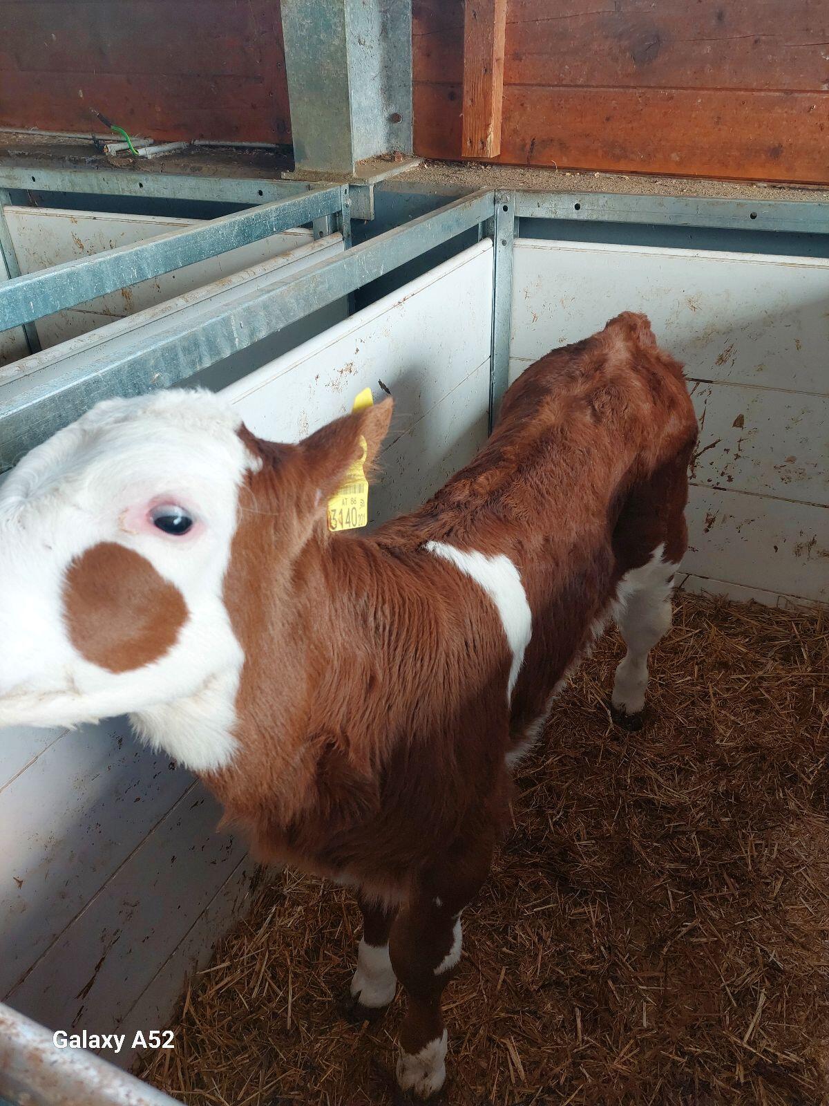 Kreuzungsstierkalb 2