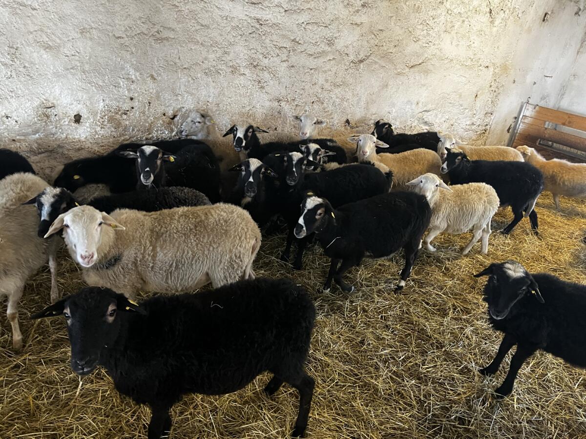 Krainer Steinschaf Jungschafe 2