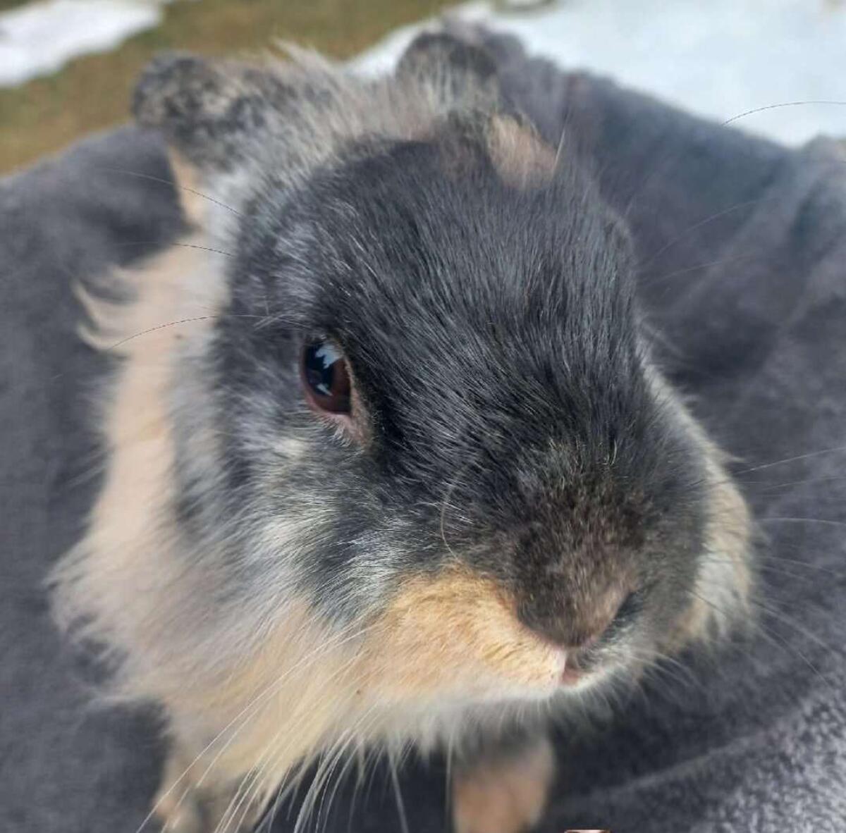 Zwergkaninchen Löwenkopf 2