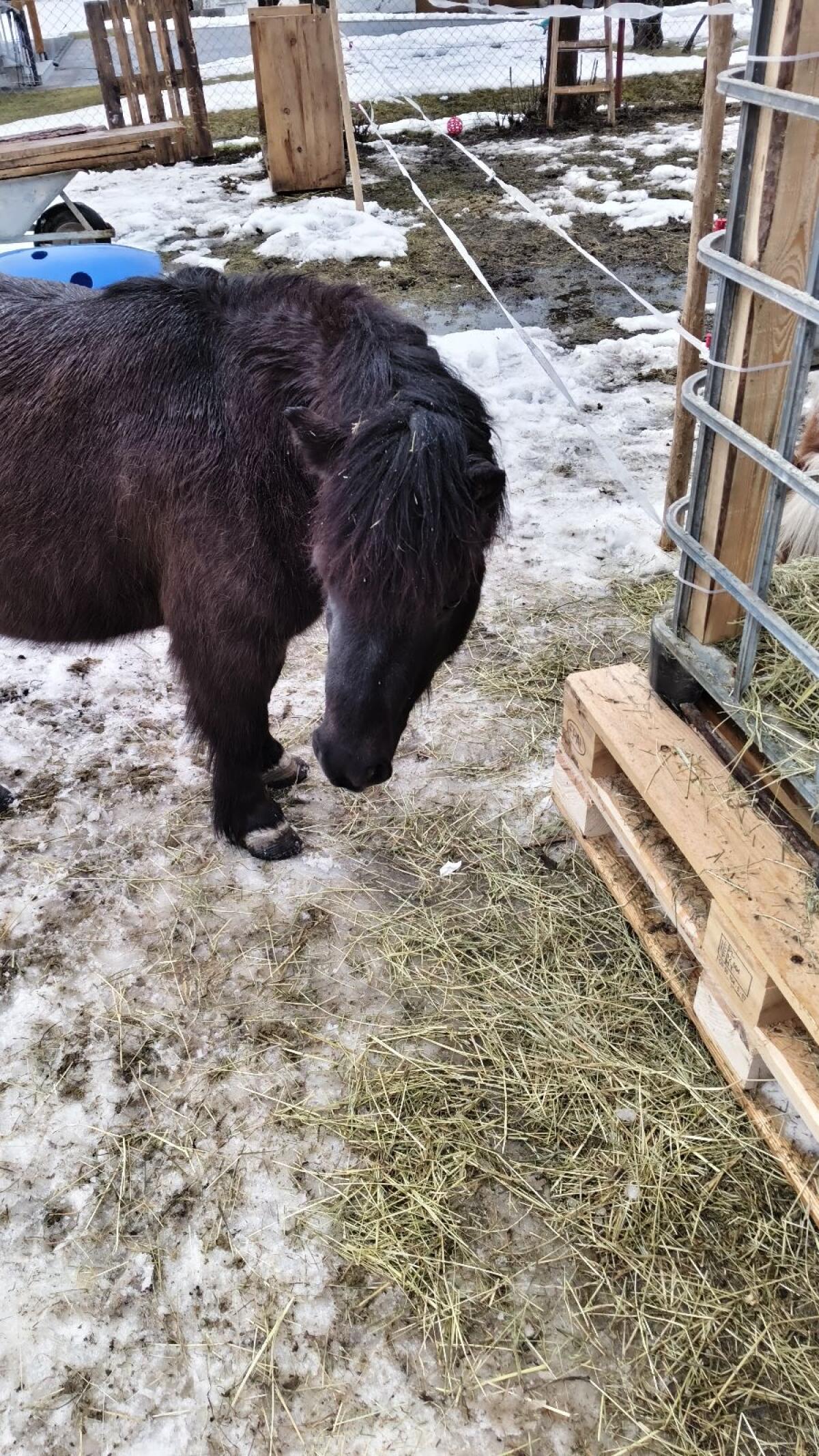 Shetty Pony 3