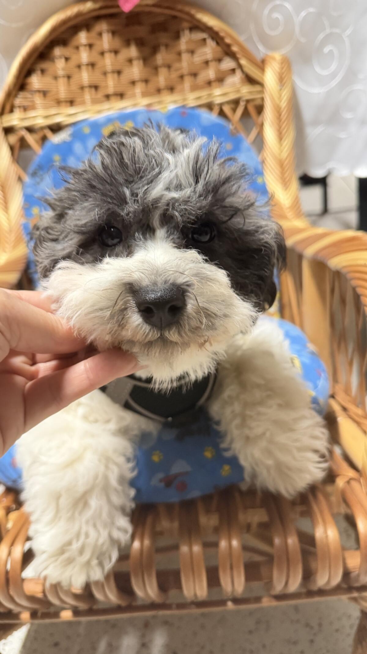 Bichonpoo (Bichon Frise mit Zwergpudel) 3