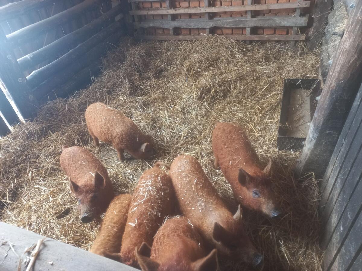 Mangalitza-Ferkel 3