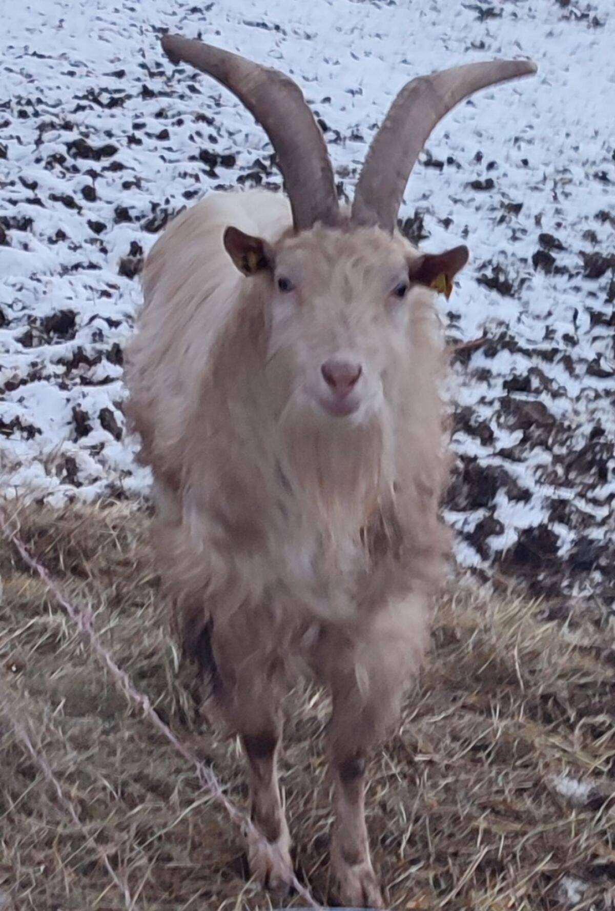 Ziegenbock, Mutter Passaierer, Vater Saane 3