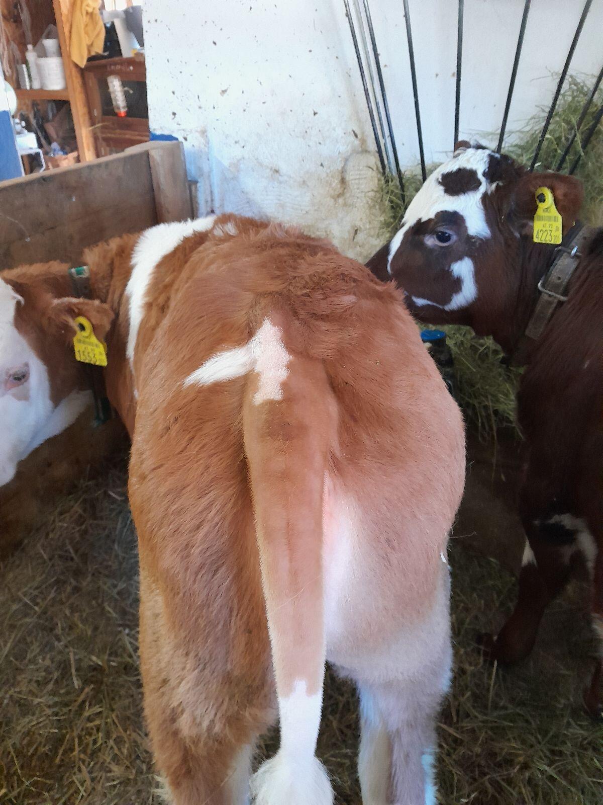 Fleckvieh Zuchtkalb 2