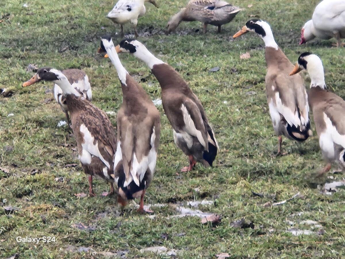 Indische Laufenten 3