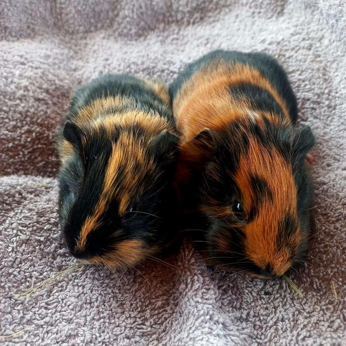 Meerschweinchen 3