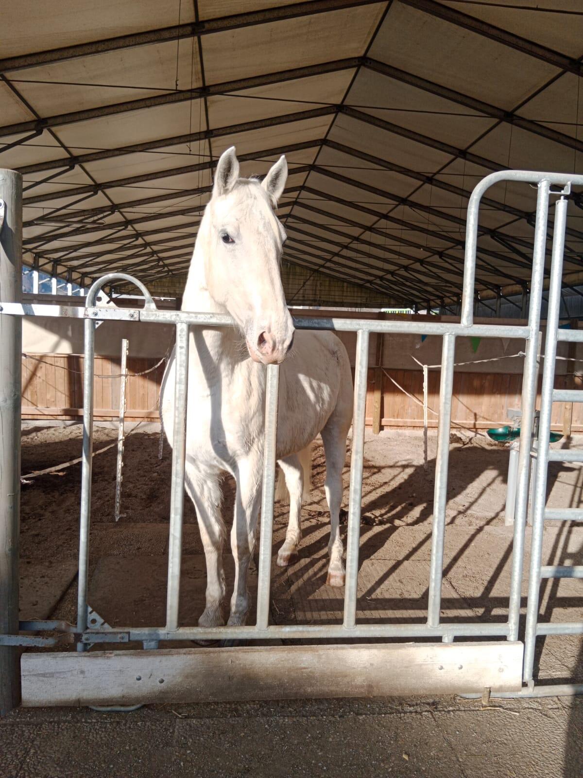 Lipizzaner Stute 2