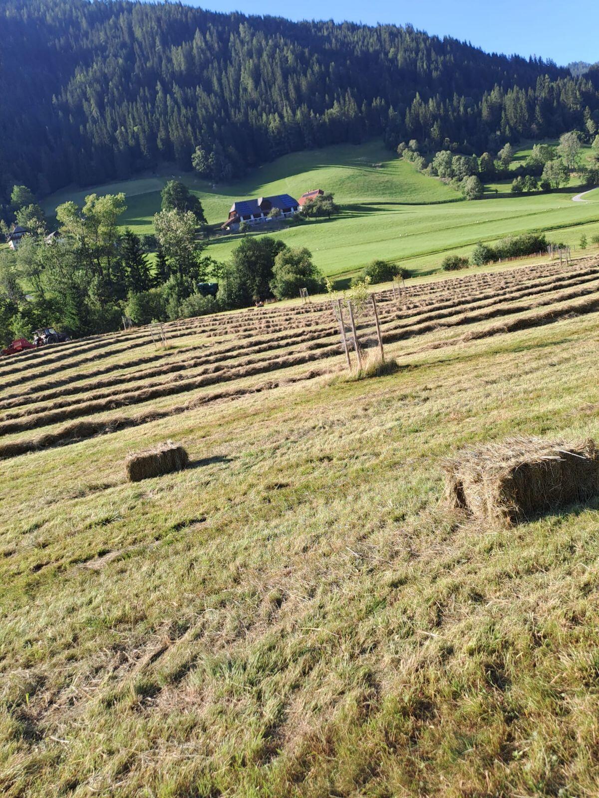 Bio Heu Kleinballen 2