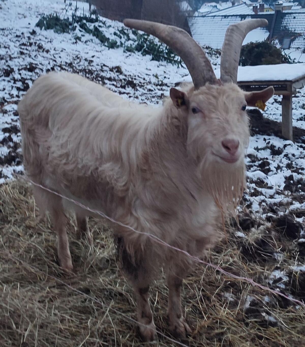 Ziegenbock, Mutter Passaierer, Vater Saane 2