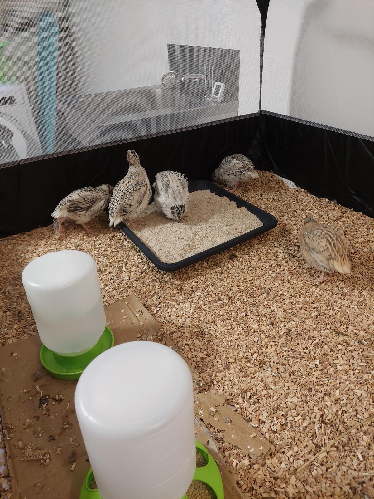 Wachtelhähne Perlfee 2