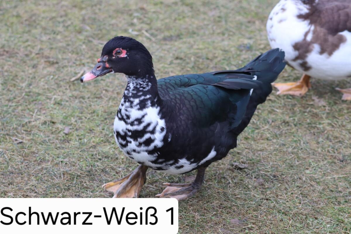 Warzenenten/Moschusenten 2