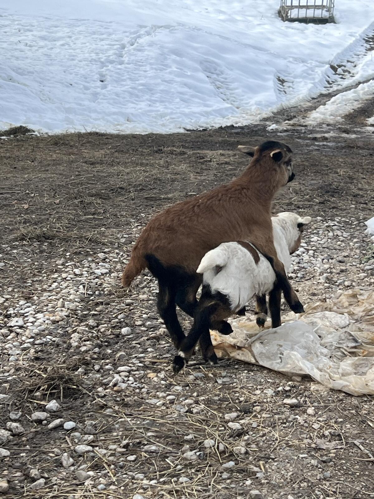 Kamerun-Bock braun 3