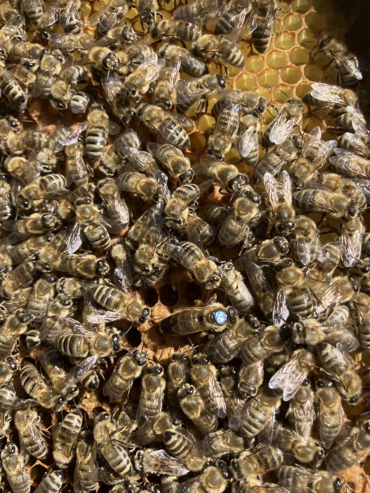 Bienenvölker 2