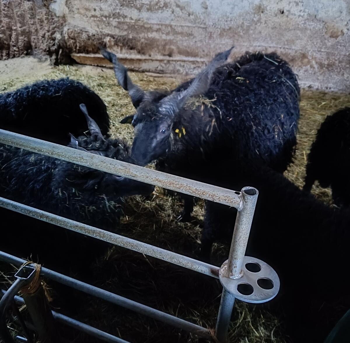 Zackelschaf Jungwidder 2