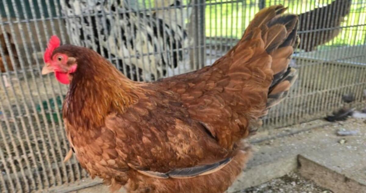 Legehennen von 2025 2