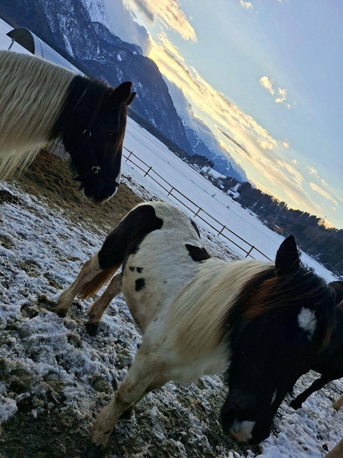 Noriker Rappscheck Jungstute 2-jährig 3