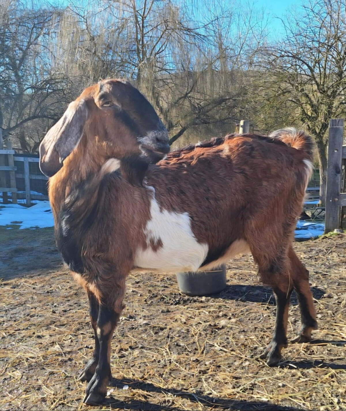 Genetisch hornlose Anglo Nubier für Streichelzoo 2