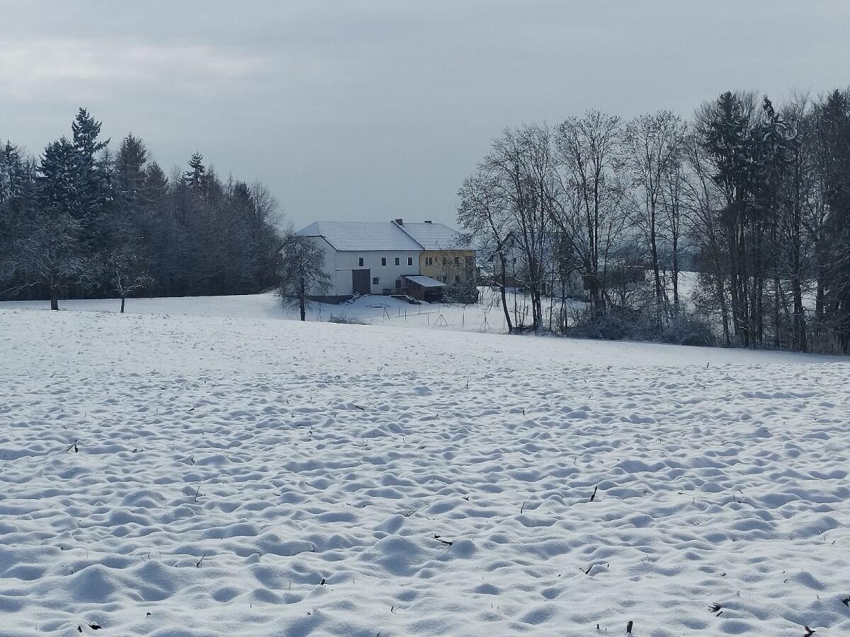 Pferdeeinstellplatz für Wallach 3
