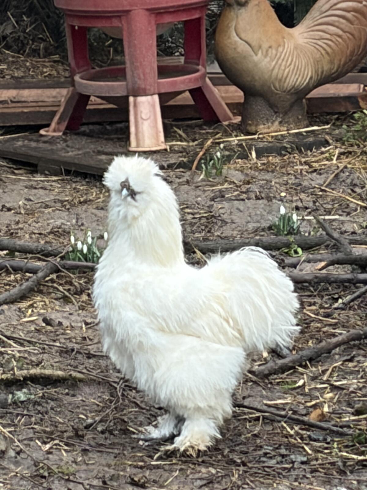 Seidenhuhn-Junghähne 2