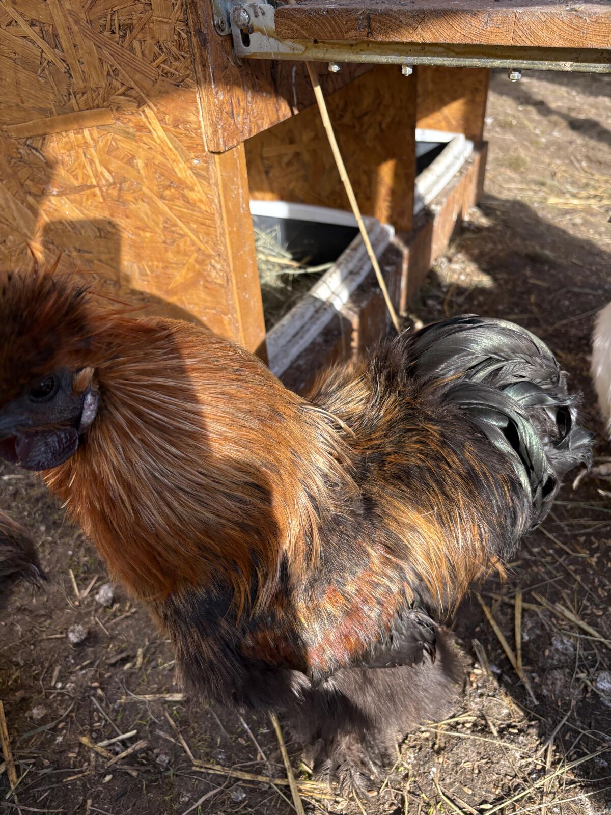 Bruteier Seidenhühner 2