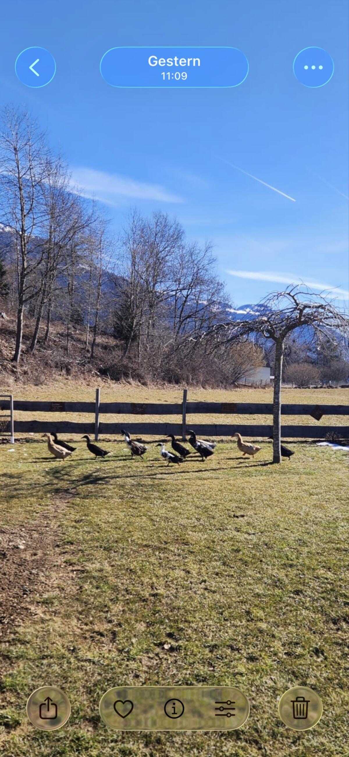 Bruteier Laufenten 2