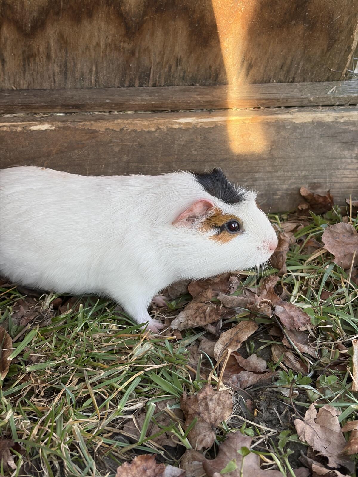 3 Meerschweinchen-Böckchen zu verkaufen 2