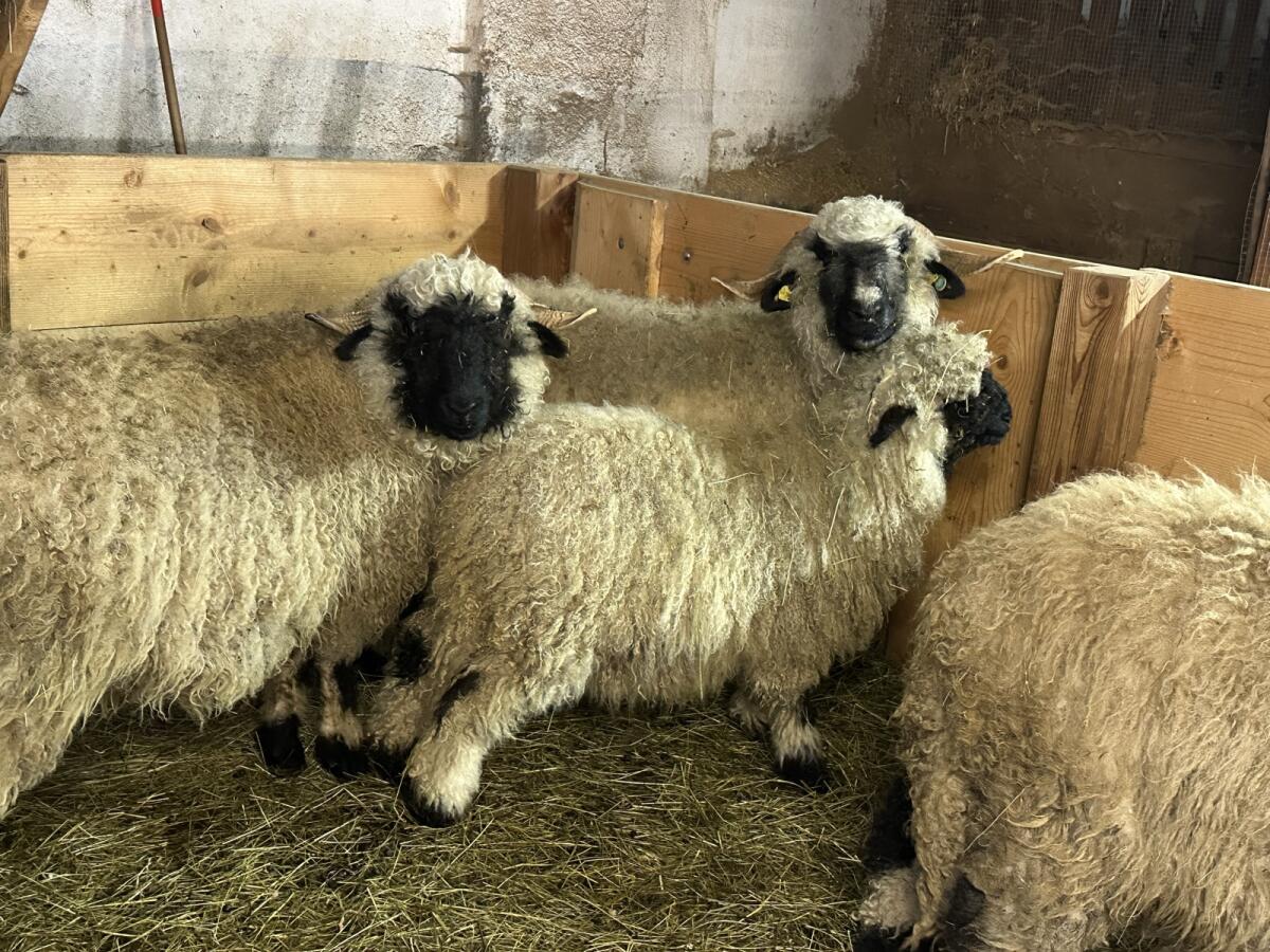 Verkaufe Walliser Schwarznasenschaf 3