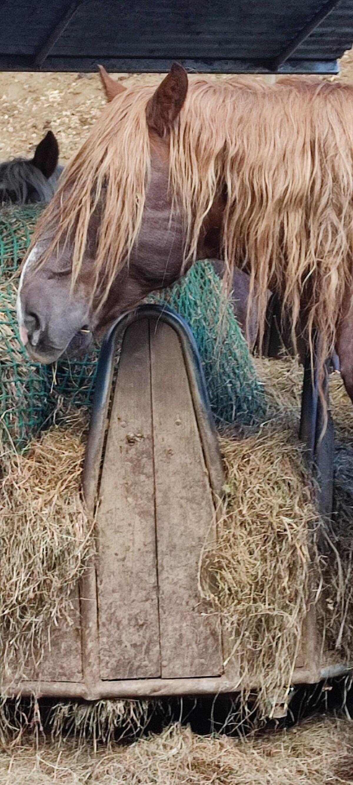 Norika Hengst Fritz 2