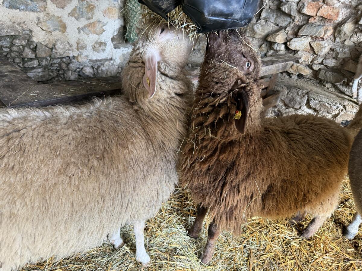 Kleine homogene Schafherde 2