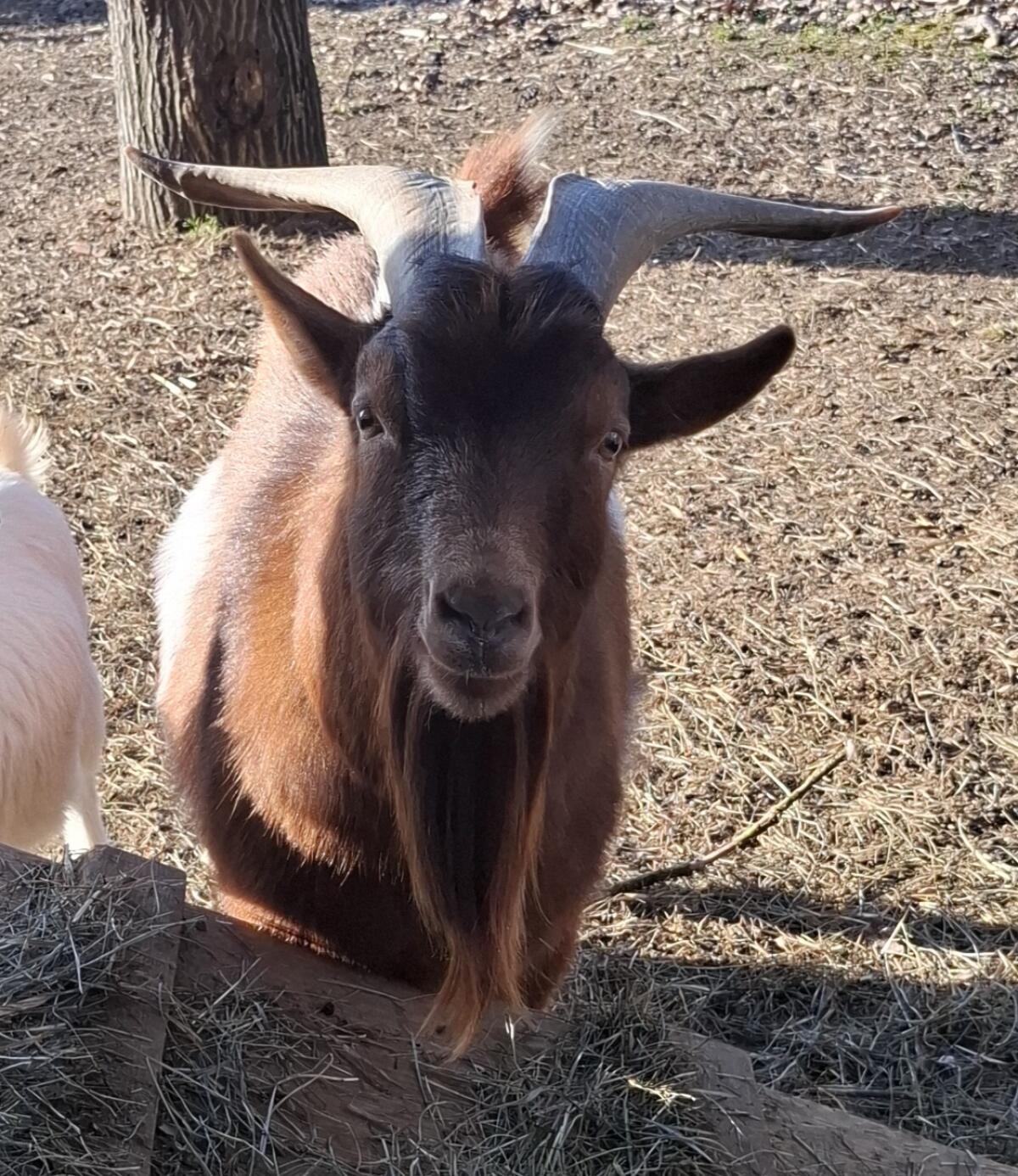 Kastrierter Ziegenbock 🐐 3