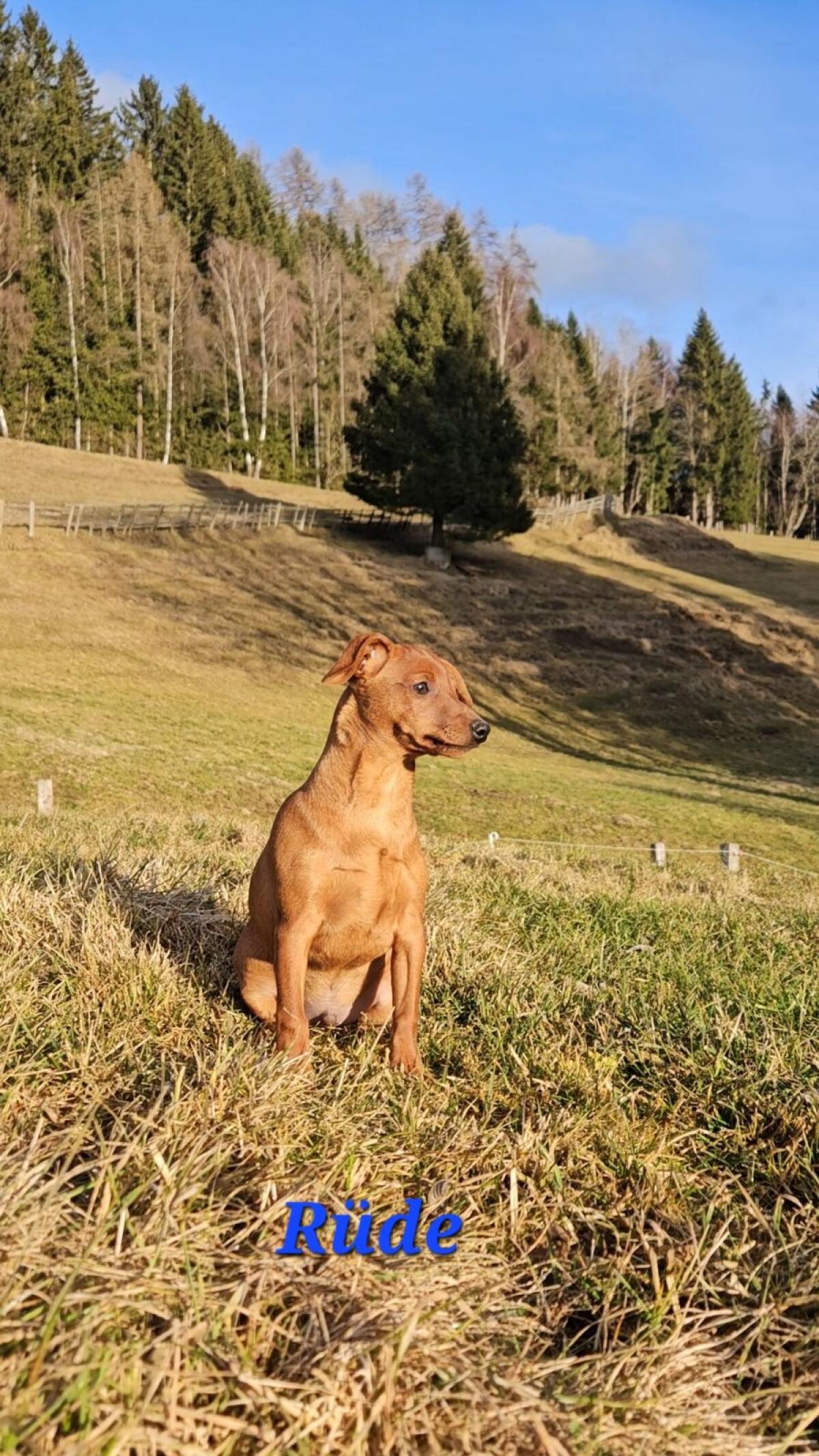 Zwergpinscher Welpen 2