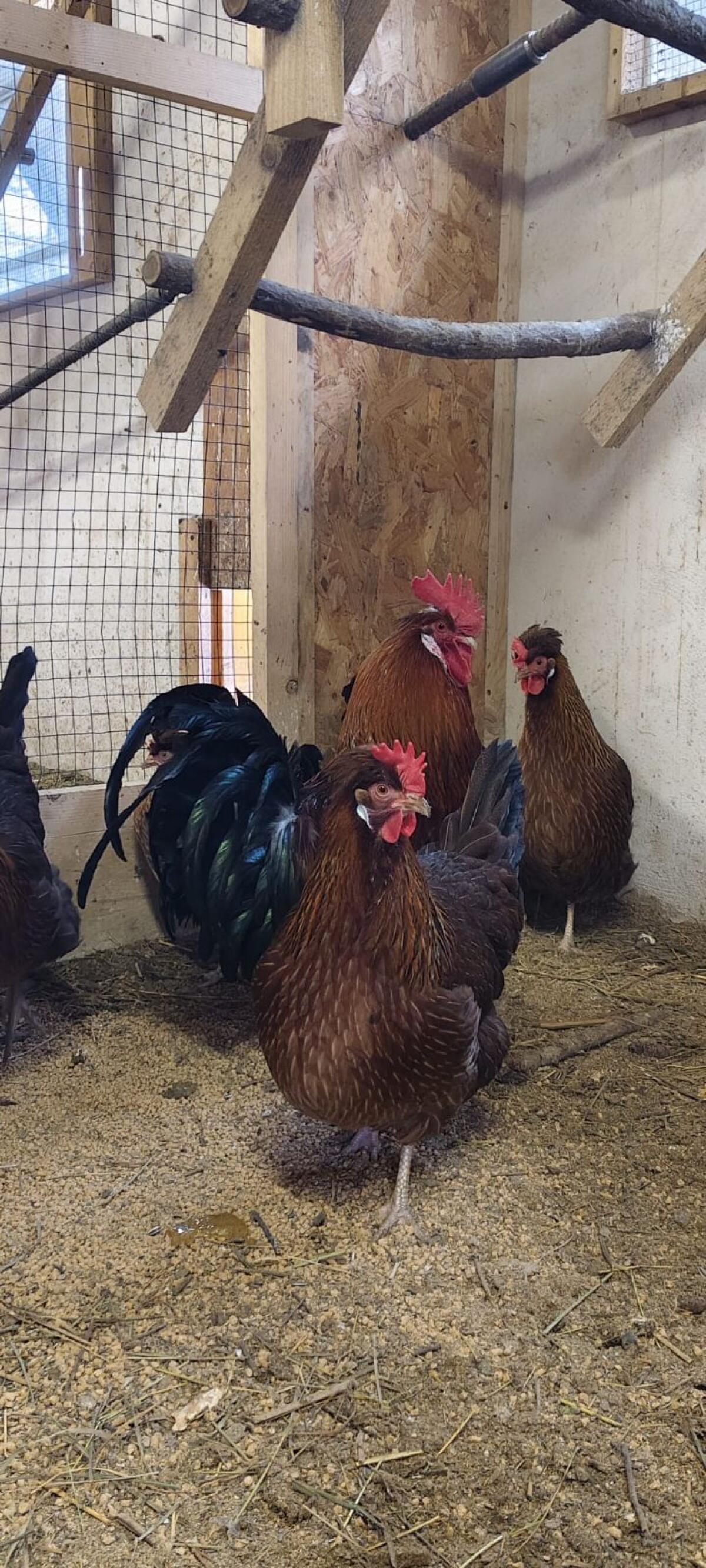 Altsteirer Bruteier 3