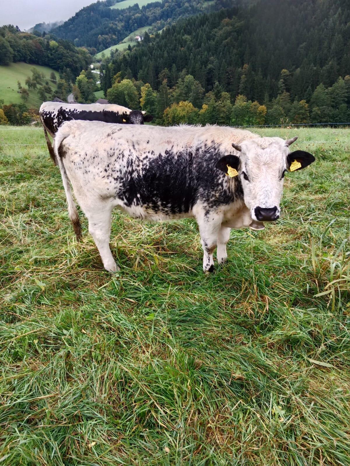6 Pustertaler Sprinzen aus BIO-Haltung Herdebuch A 2