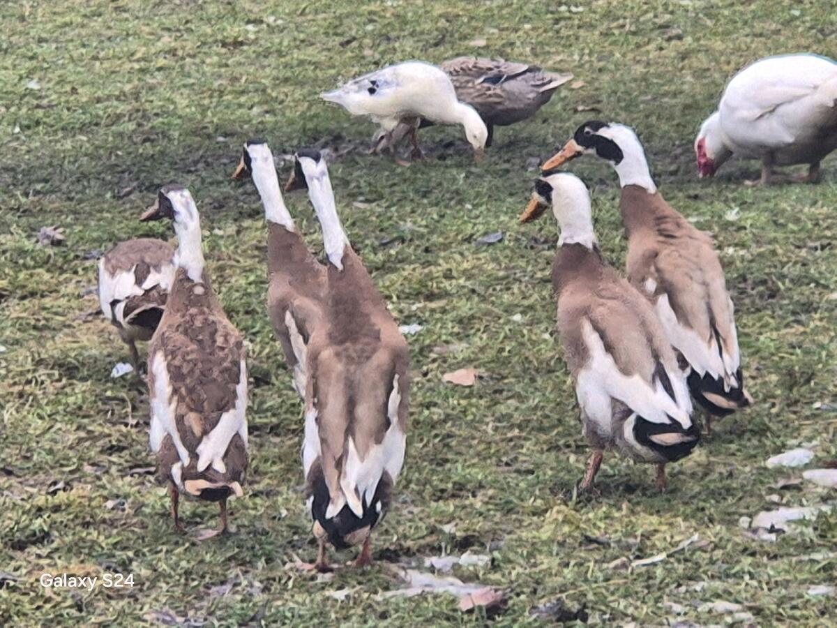 Indische Laufenten 2