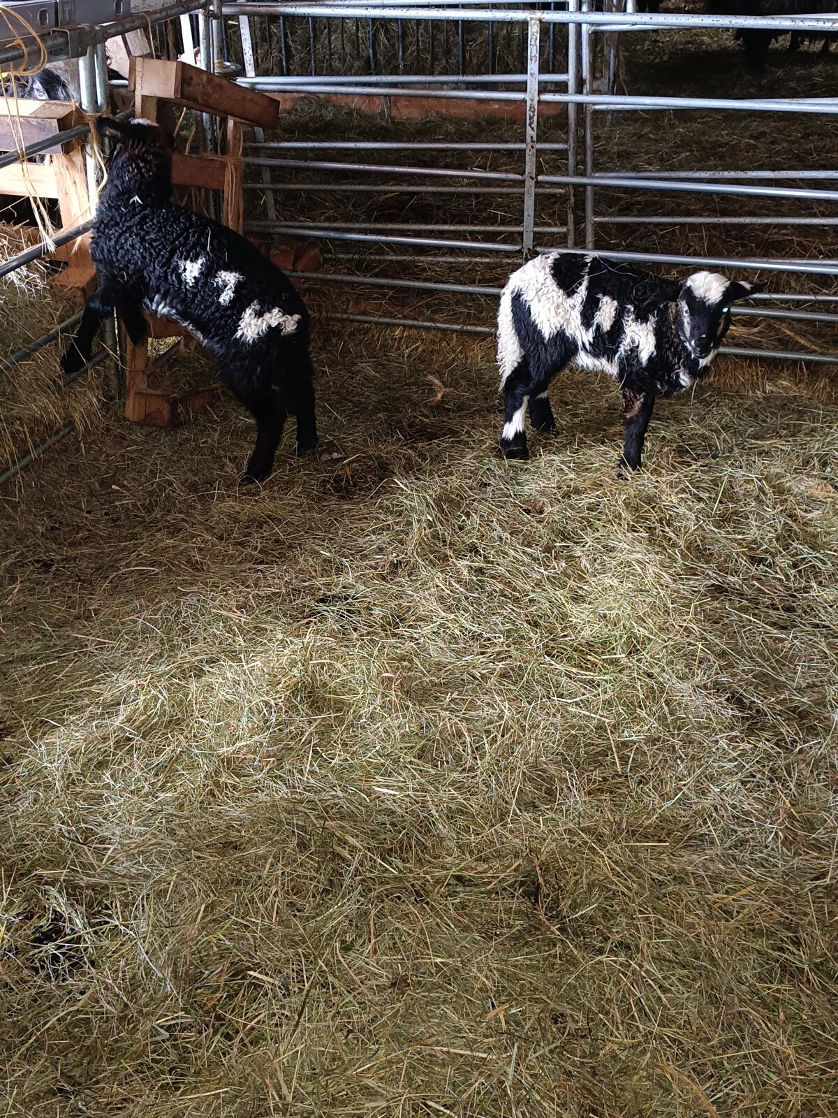 Krainer Steinschaf 2