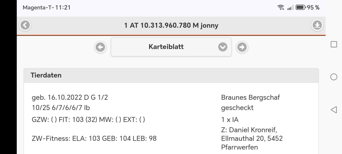 Gescheckte HB-Widder zu verkaufen beide 1b 3