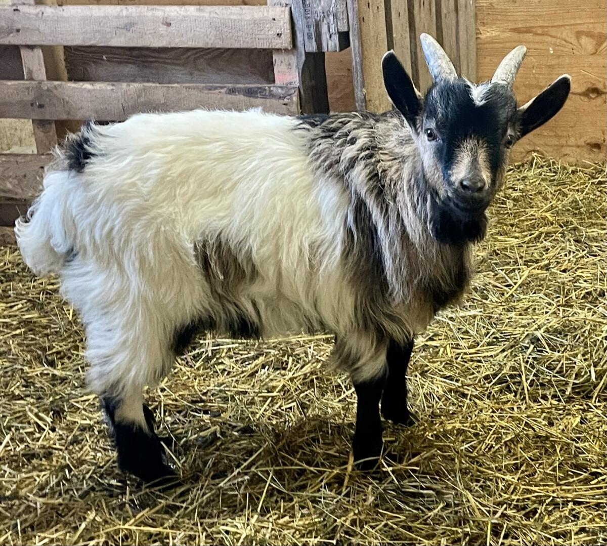 Zwergziege Blobe Mischling Bock Bockerl 2
