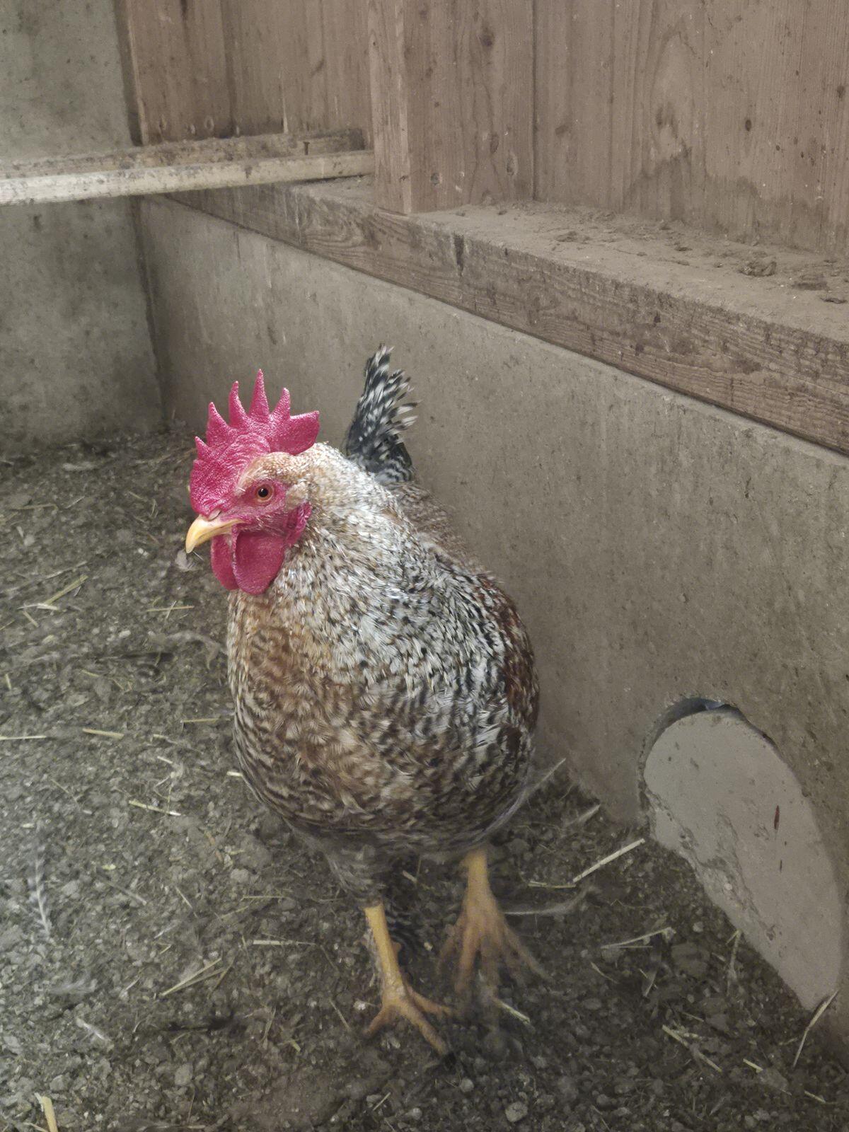 Bielefelder Kennhuhn Hahn 2