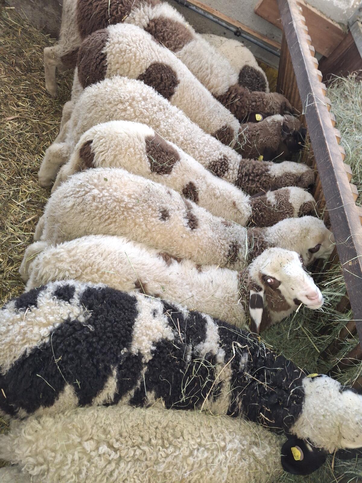 Verkaufe komplette Herde gescheckte Bergschafe 3