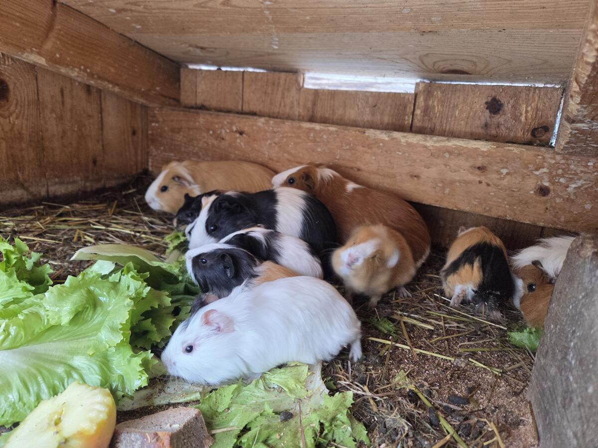Meerschweinchen 2