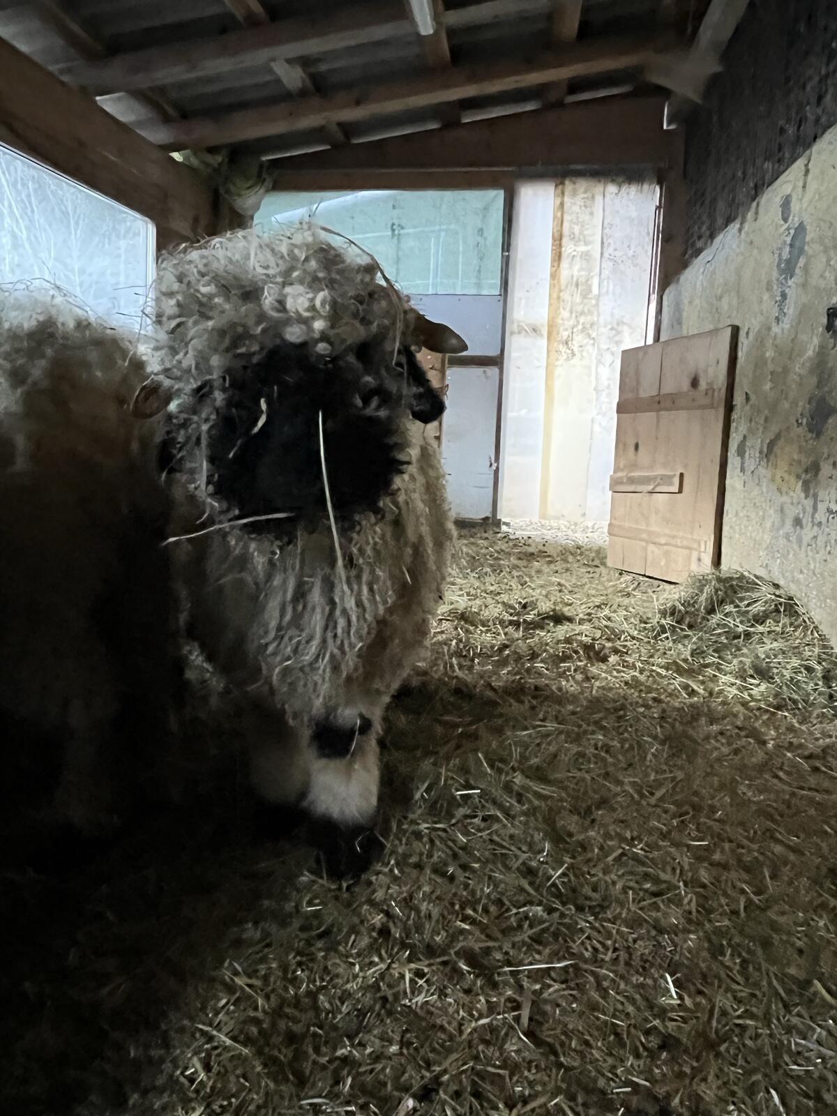 Extrem braver Walliserwidder zu verkaufen 2